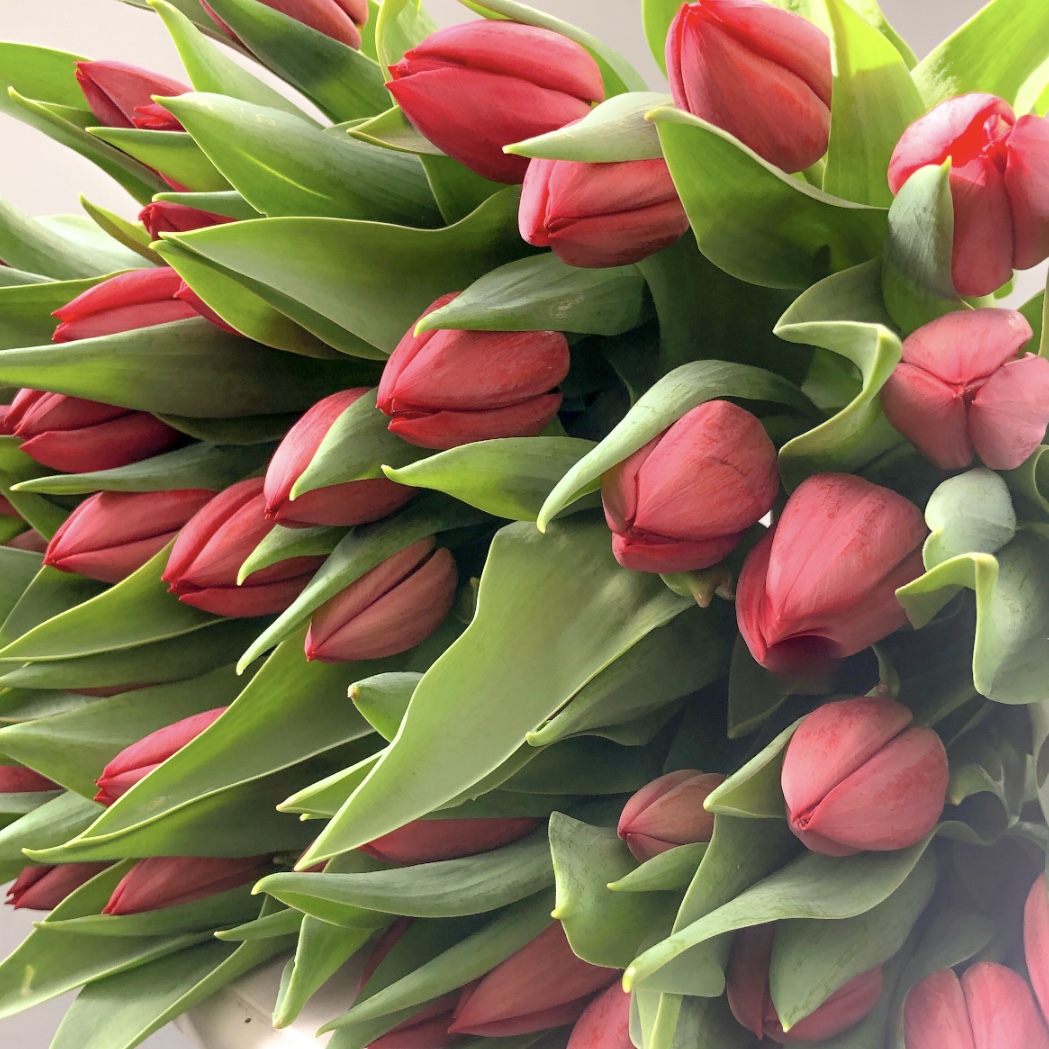 Tulpen